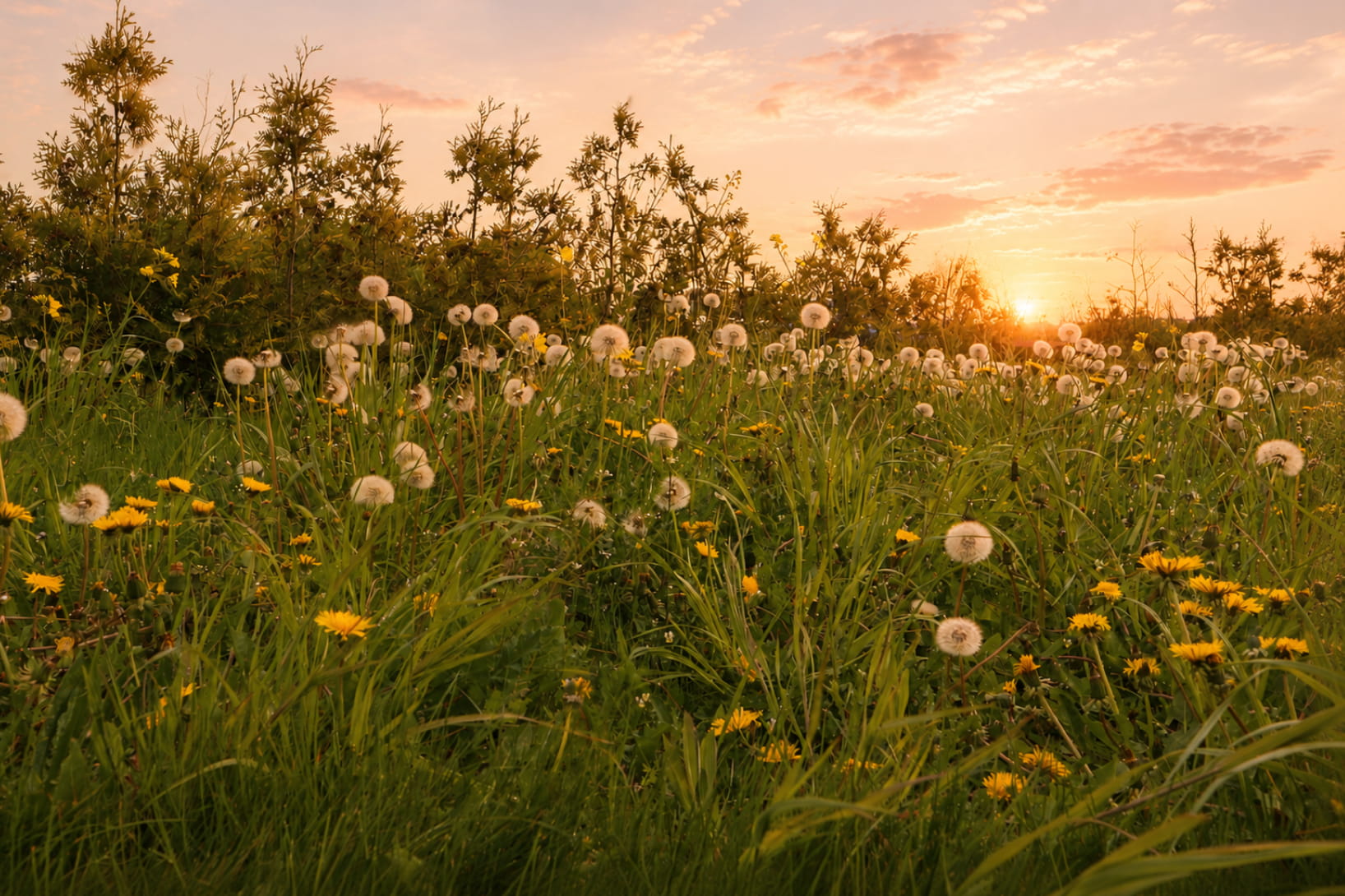 Natur ved solnedgang